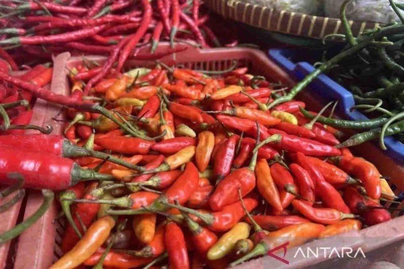 Kenaikan Harga Pangan Mengguncang Pasar, Cabai Rawit Tembus Rp49.800