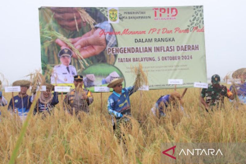 Wali Kota Banjarmasin H Ibnu Sina didampingi unsur Forkopimda melaksanakan panen raya padi jenis Siam Mayang di persawahan di Kelurahan Tanjung Pagar, Kecamatan Banjarmasin Selatan, Sabtu (5/10/2024). (ANTARA/HO-Humas Pemkot Banjarmasin)
