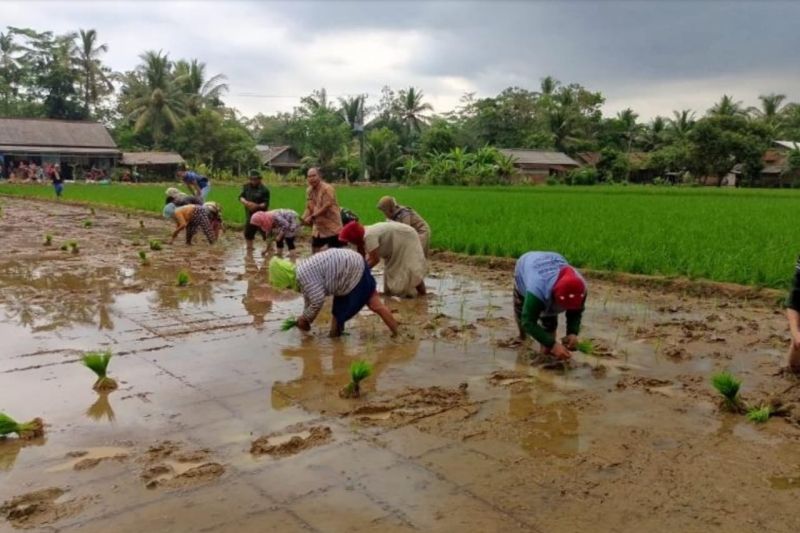 Ketersediaan Pupuk Bersubsidi di Lebak Aman untuk Musim Tanam