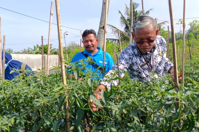 Dinas Pertanian Sleman Dukung Petani Cabai di Tengah Penurunan Harga