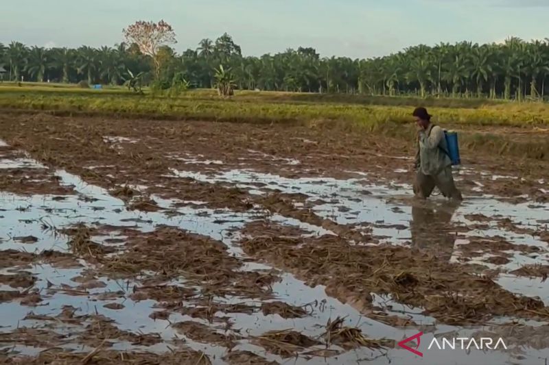 Pupuk Subsidi Kabupaten Mukomuko Naik Signifikan di 2024