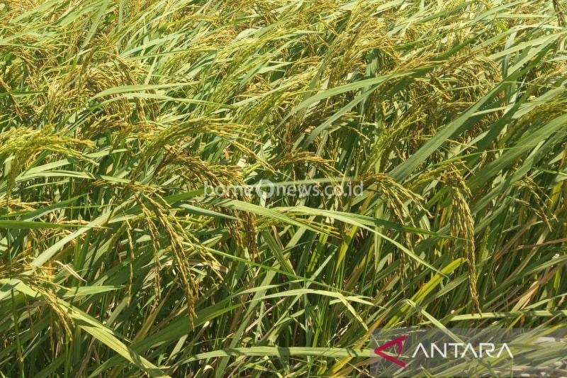 Produksi Padi Kuningan Capai 295.666 Ton, Optimisme Terus Tinggi