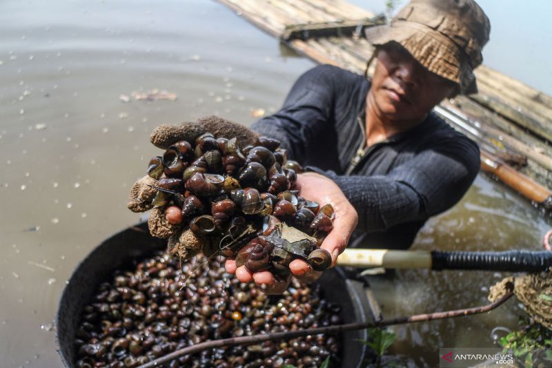 BRIN Dorong Riset Lendir Keong Darat untuk Industri Kosmetik