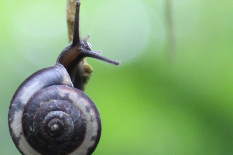 BRIN Teliti Lendir Siput Darat untuk Pengembangan Kosmetik