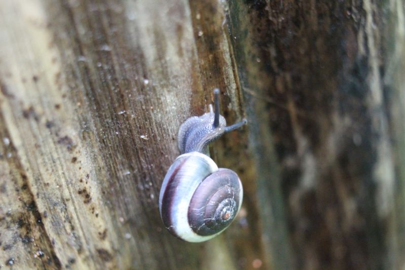 Potensi Lima Spesies Siput Darat Indonesia untuk Obat Herbal