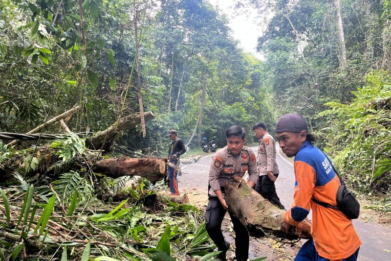 Pohon Tumbang Timpa Jalan Lintas Barat, Polsek Evakuasi Cepat