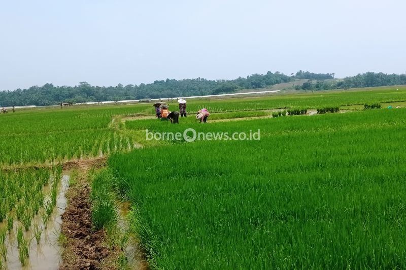 Pendapatan Petani Lebak Capai Rp6 Miliar melalui Pertanian Berkelanjutan