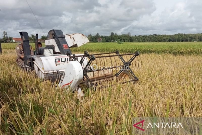 Luas Panen Padi Bantul 2024 Capai 28.600 Hektare, Stabil Seperti 2023