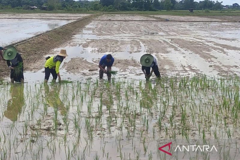 Mewujudkan Kedaulatan Pangan dengan Memperluas Lahan Pertanian