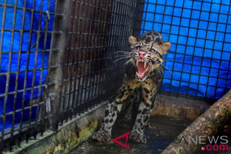 Seekor Macan Dahan Ditemukan Mati Setelah Dievakuasi di Aceh
