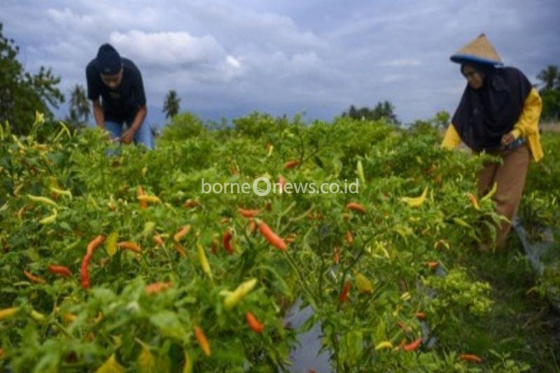 Pemprov Sulteng Kembangkan 110 Hektare Lahan Budidaya Cabai