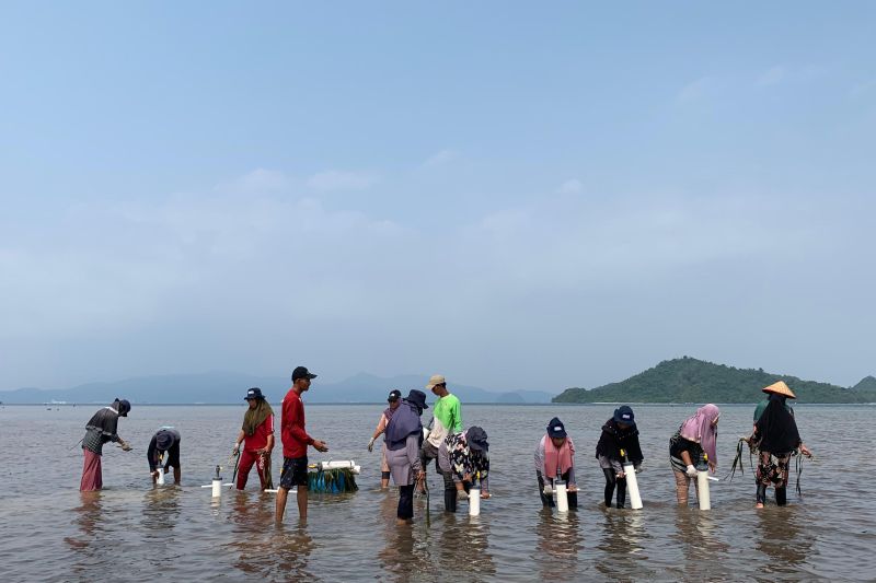 Penanaman padang lamun yang dilakukan oleh PT Bukit Asam Tbk (PTBA) Unit Pelabuhan Tarahan bersama Kelompok Tani Hutan (KTH), Bina Jaya Lestari di Kawasan Ekowisata Cuku NyiNyi, Desa Sidodadi, Lampung pada Senin (23/9/2024) ANTARA/HO-PT Bukit Asam Tbk