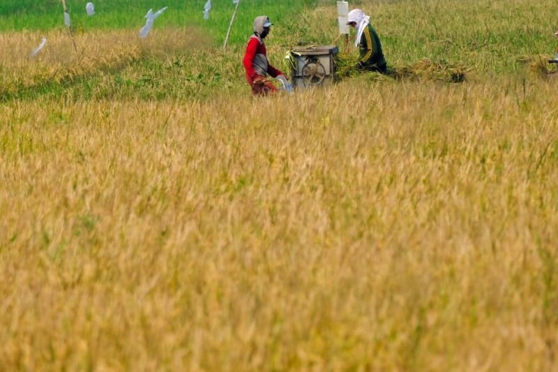 WPI Optimalkan Lahan Rawa Jadi Pertanian Pangan Produktif