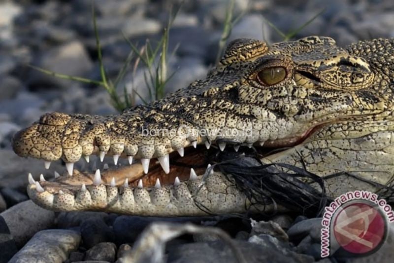 Serangan Buaya Akibatkan Nelayan Rokan Hilir Tewas di Sungai