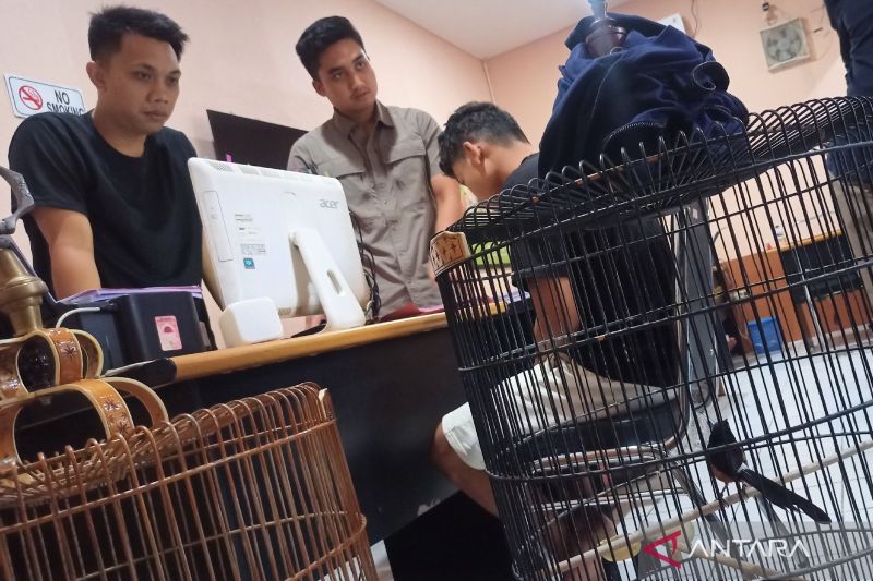 Polisi Mataram Tangkap Pencuri Burung Murai Batu Rp17 Juta