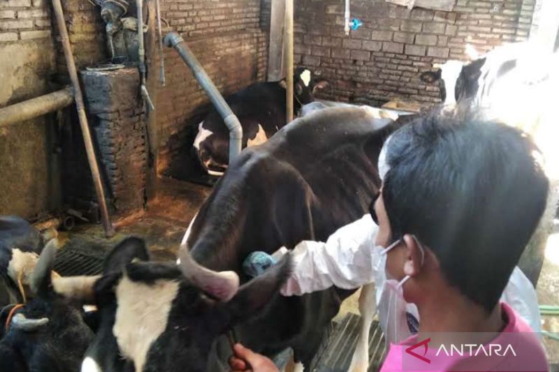 Pemerintah Kudus Targetkan Vaksinasi PMK untuk 1.000 Ternak
