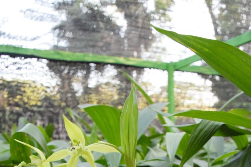 Brin Lakukan Phytoremediation untuk Lestarikan Tanaman Air Indonesia