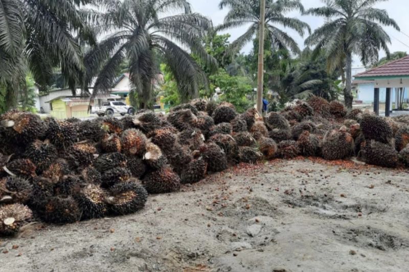 Potensi Lahan Sawit untuk Pengembangan Tanaman Pangan Besar