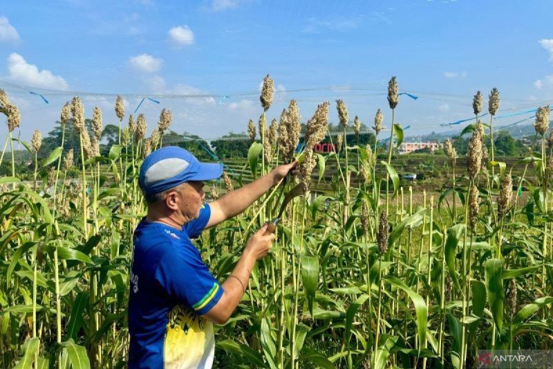 Sorgum sebagai Solusi Bioetanol untuk Energi Terbarukan Indonesia
