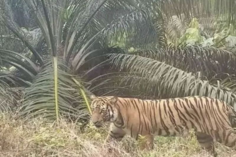 Upaya BKSDA Berenang Harimau dari Pemukiman di Bengkulu