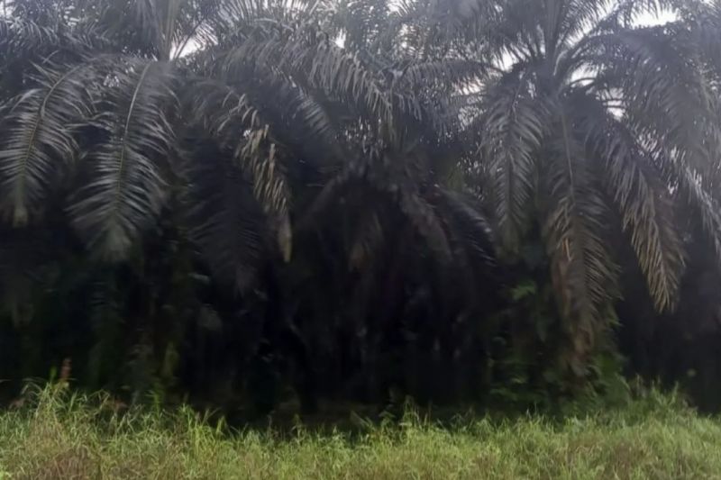 Harga TBS Kelapa Sawit di Riau Naik Menjadi Rp3.279 per Kg