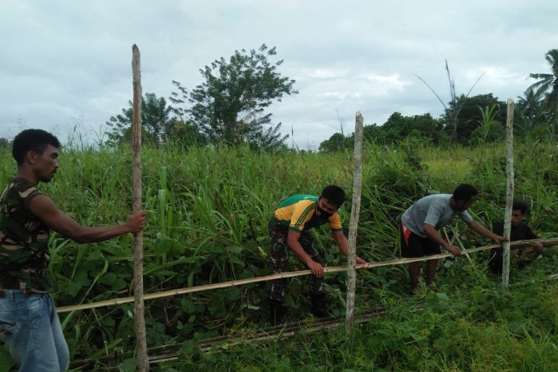 Korem Baabullah Dukung Ketahanan Pangan Lewat Penanaman Jagung Manis