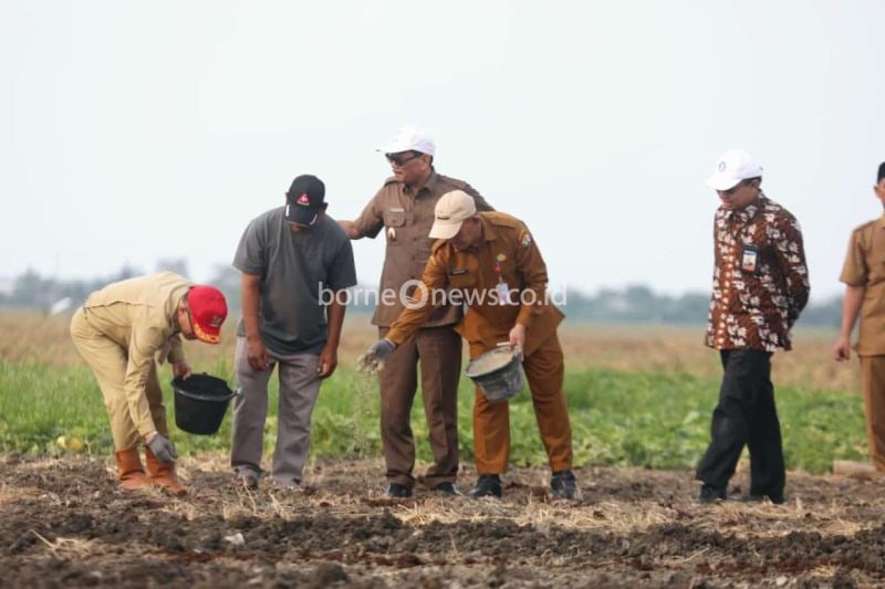 Pemkot Serang Tanam Bawang Merah untuk Ketahanan Pangan Lokal