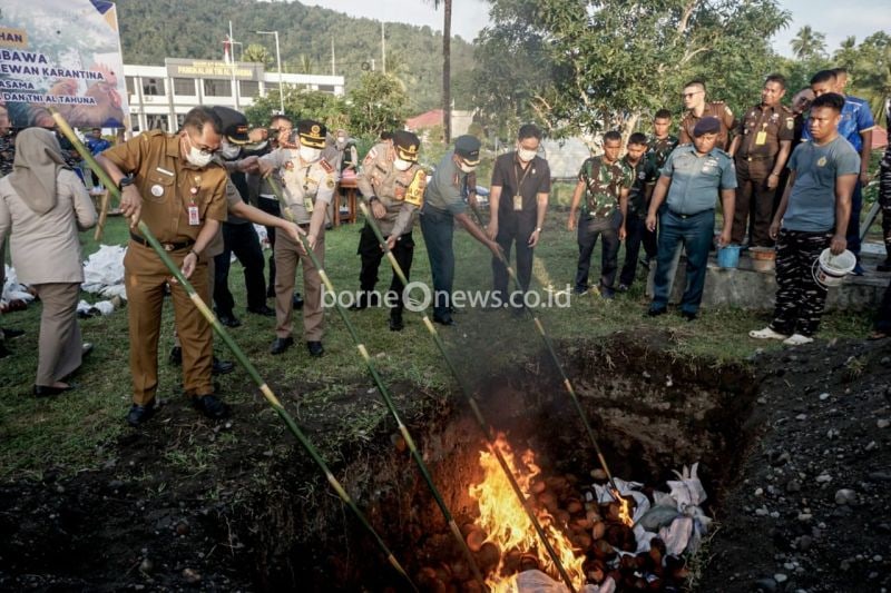 Pemusnahan 144 Ayam Filipina, Langkah Cegah Flu Burung di Sulut
