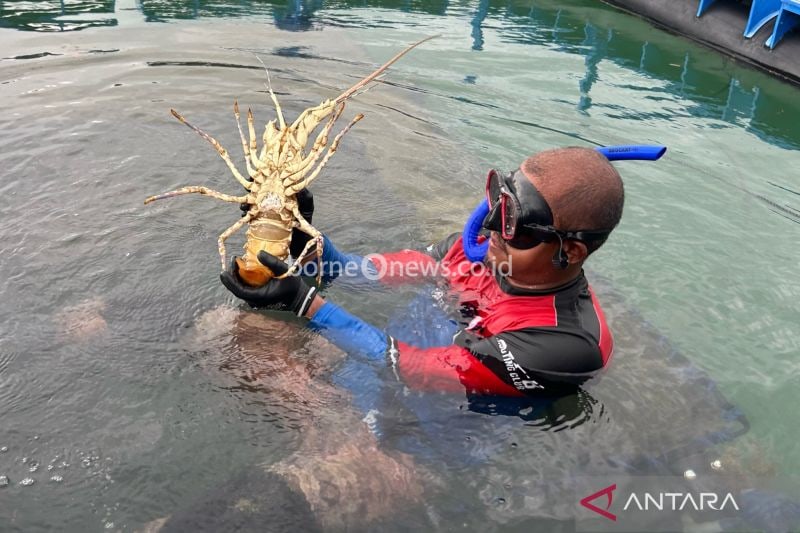 Potensi Ekonomi Budi Daya Lobster Indonesia Capai 53 Miliar Dolar AS