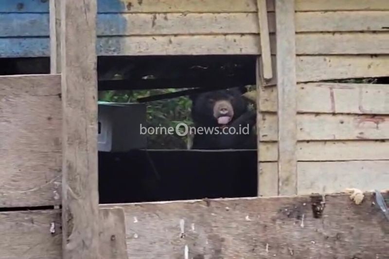 Seekor Beruang Masuk Pemukiman di Lampung Barat, Diduga Kelaparan