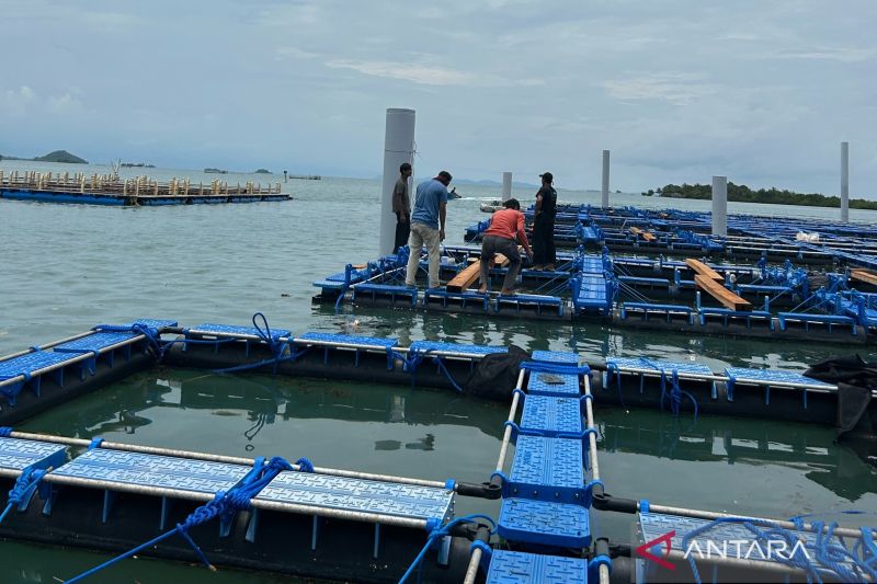 KKP Resmikan Proyek Budidaya Lobster Pertama di Batam