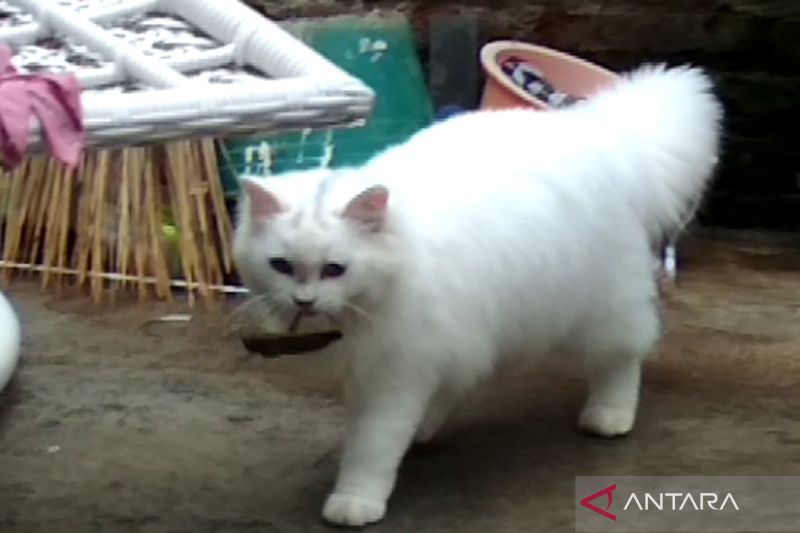 Vaksinasi dan Sterilisasi Gratis, Upaya Kudus Cegah Rabies