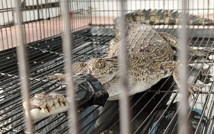 Buaya yang Berkeliaran 2 Bulan di Permukiman Warga Samuda Akhirnya Ditangkap