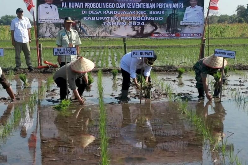 Gerakan Tanam Padi di Probolinggo, Tingkatkan Ketahanan Pangan