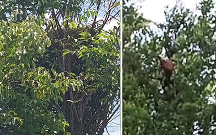 Induk dan Anak Orangutan Rusak Kebun Sawit Warga Kotim