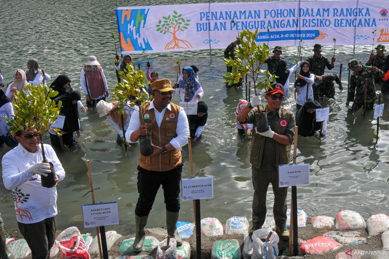 BNPB Tanam 6.000 Mangrove di Aceh, Upaya Mitigasi Bencana