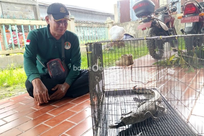 BKSDA Amankan Anak Buaya yang Berkeliaran di Permukiman Sampit