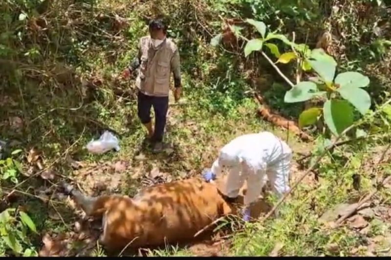 Penyebaran Virus Jembrana Mengakibatkan 428 Sapi Mati di Bombana