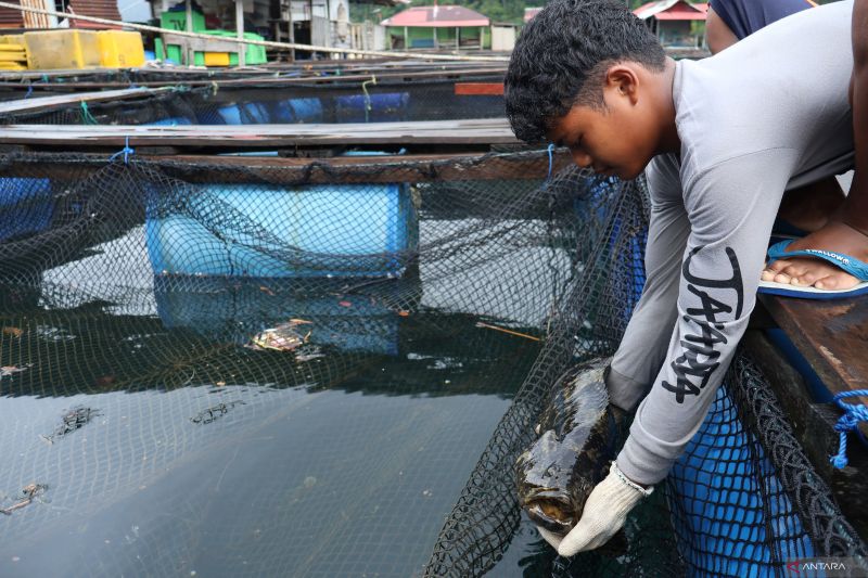 Potensi Kabupaten Mentawai untuk Pengembangan Perikanan dan Karbon