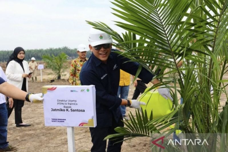 PTPN IV PalmCo Suplai 1,6 Juta Bibit Unggul untuk Petani Sawit