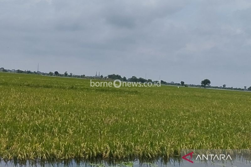 Bendungan Logung Tingkatkan Lahan Padi di Kudus hingga 5.000 Hektare