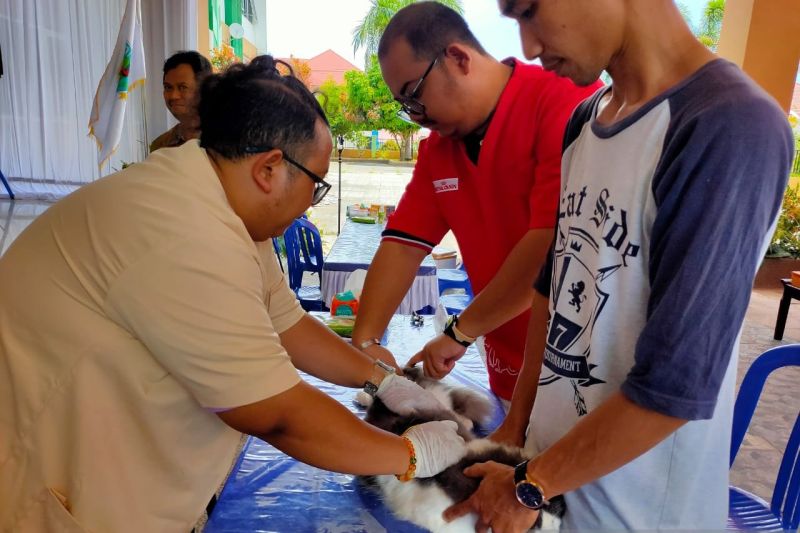 Vaksinasi rabies serentak di Papua Barat untuk hewan peliharaan