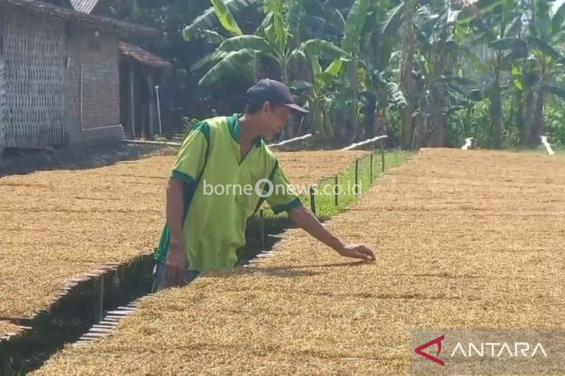Minat Petani Madiun untuk Tanam Tembakau Meningkat Signifikan