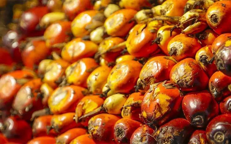 Biji buah sawi. Dinas Perkebunan Kalteng mencatat penurunan harga inti sawit sebesar Rp135,40. (FOTO: ALVINDO)
