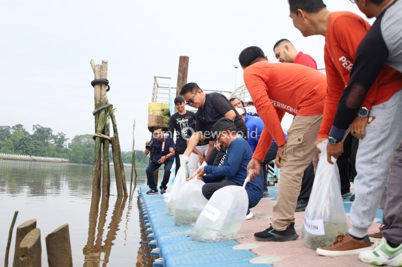 Pemerintah Siak Tabur 20 Ribu Benih Ikan Patin untuk Konservasi