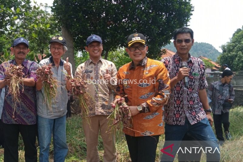 Pemerintah Cirebon Bentuk BUMD Pangan untuk Serap Hasil Bawang Merah