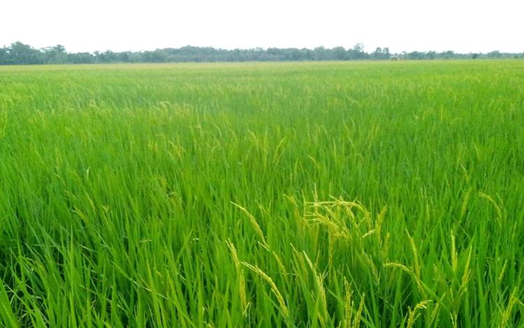 NTP dan NTUP di Kalteng Justru Alami Penurunan di September 2024