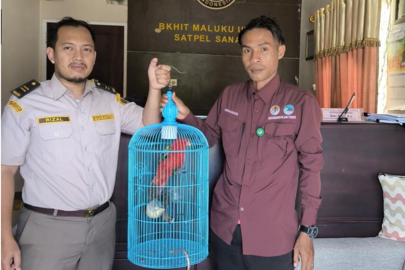 BKSDA Maluku Terima Penyerahan Satwa Langka dari Karantina