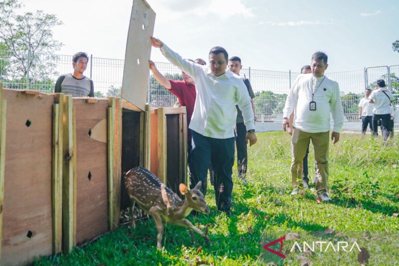 Kehadiran 15 Rusa Totol dari Istana Bogor di Taman Cadika Medan