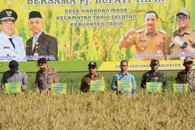 Pemerintah Tapin Usulkan Padi Siam Sarindit untuk Produksi Pangan